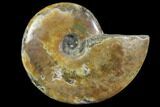 Red Flash Ammonite Fossil - Madagascar #151776-1